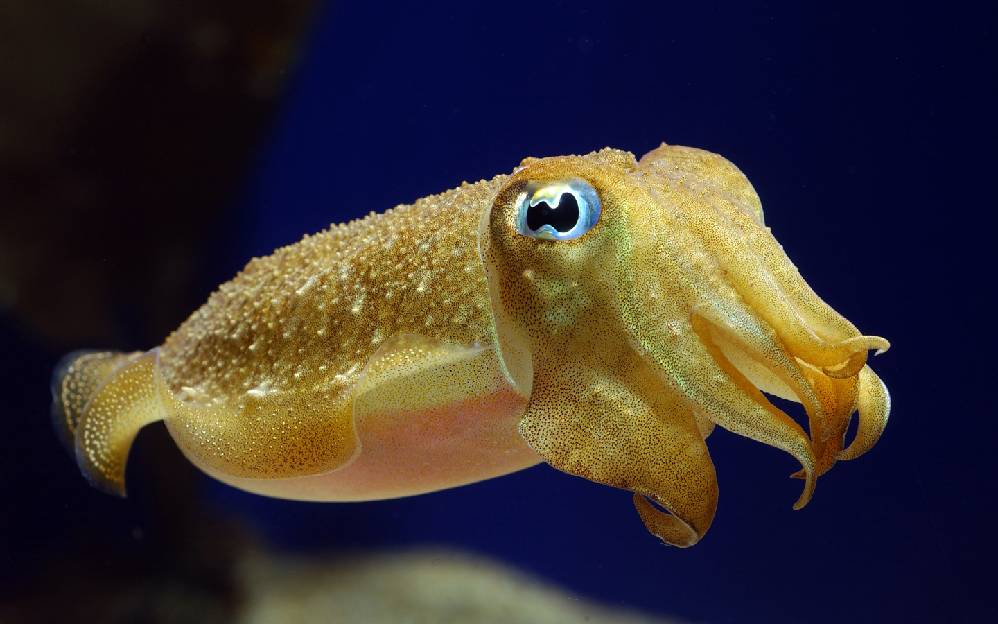 Cuttlefish Pictures