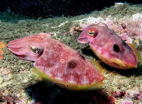 pink-cuttlefish.jpg